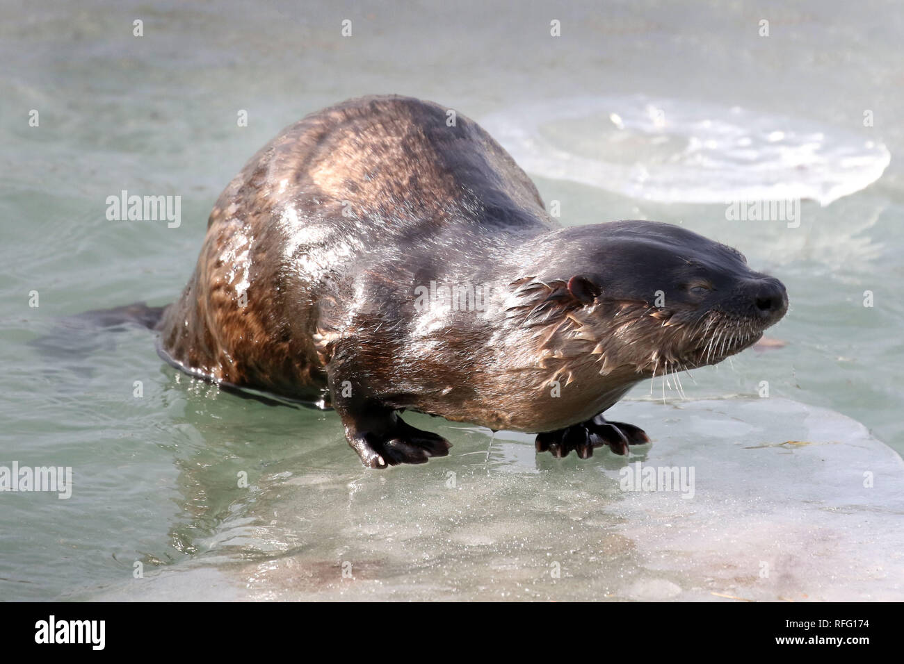 River Otter dans la pêche sauvage de l'atnd manger du poisson Banque D'Images