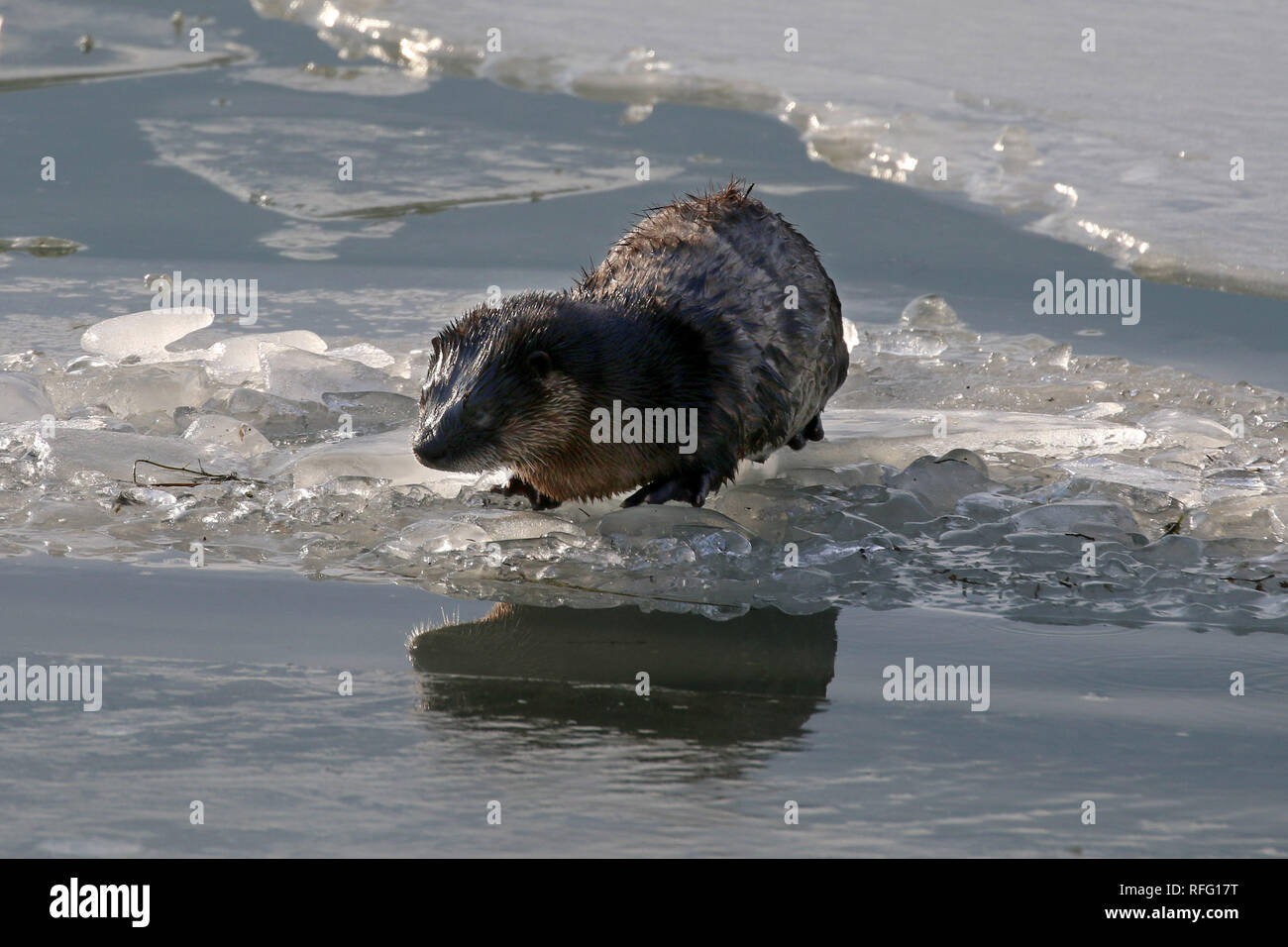 Les loutres de rivière sauvage au lac Ontario Banque D'Images