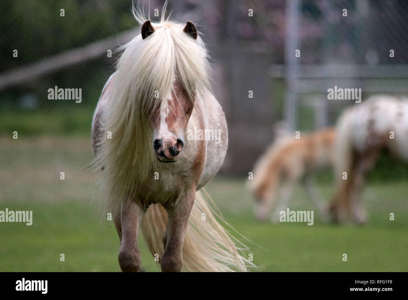 Chevaux Miniatures dans l'Ontario Grafton Banque D'Images