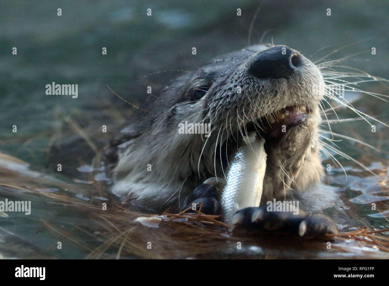 La loutre de rivière de manger du poisson à prendre Banque D'Images