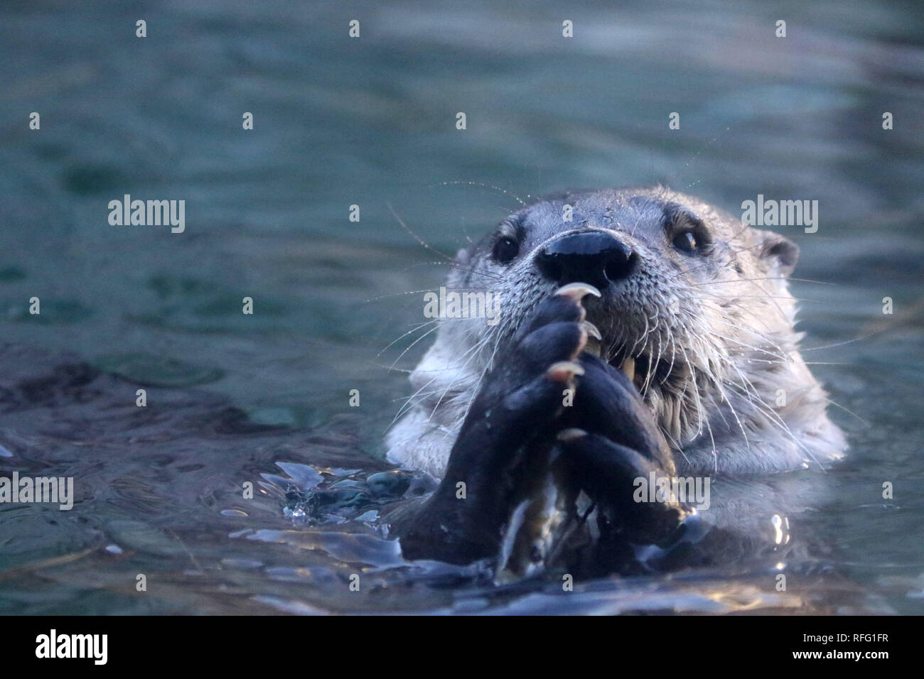 La rivière Otter ferme le poisson Banque D'Images