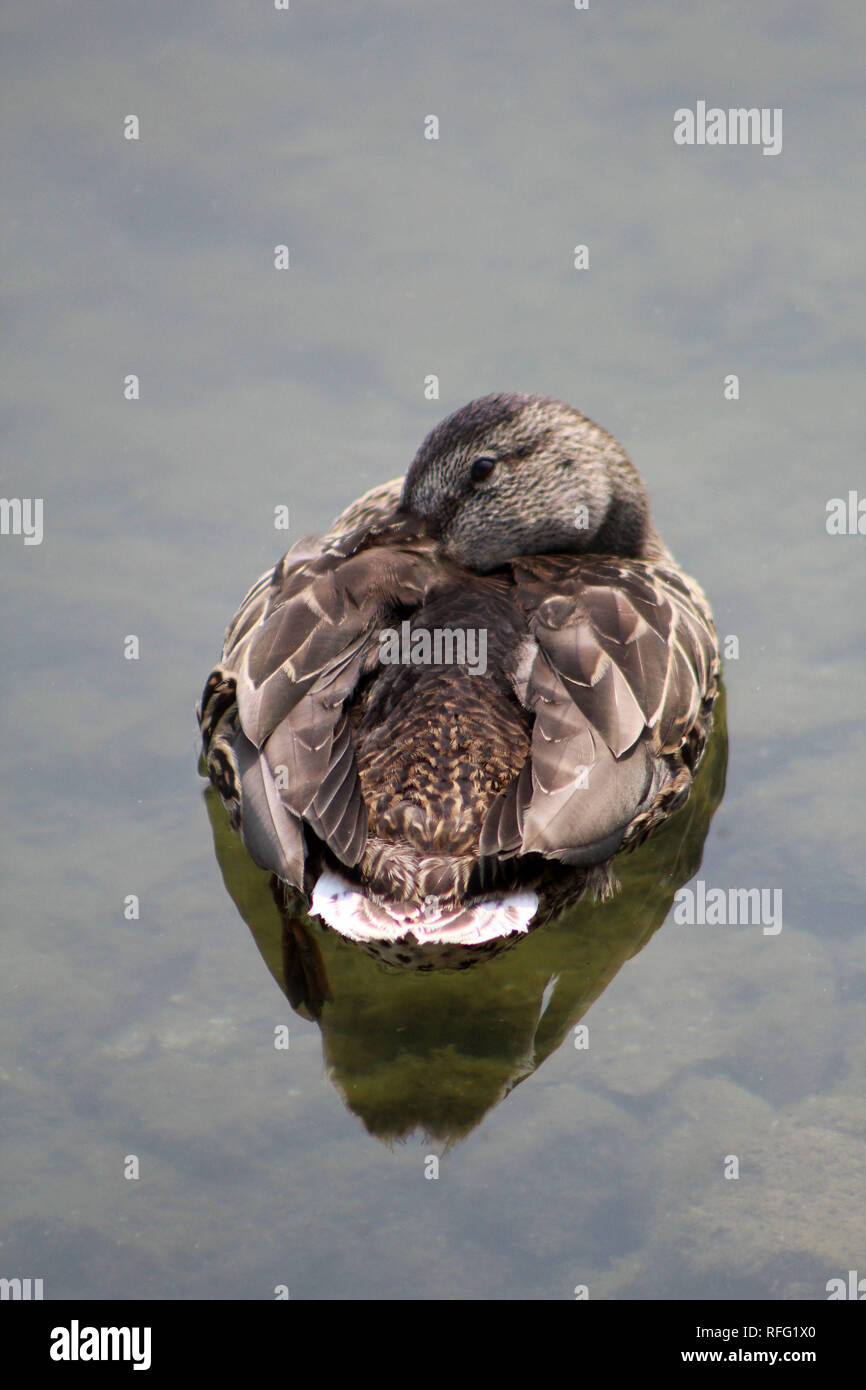 Mallard Hen Au Lac Banque D'Images