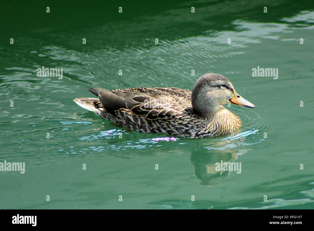 Mallard Hen Au Lac Banque D'Images