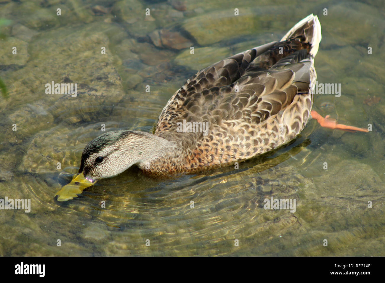 Mallard Hen Au Lac Banque D'Images