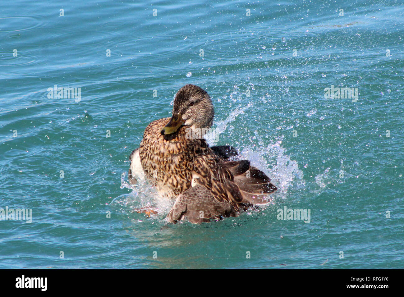 Mallard Hen Au Lac Banque D'Images