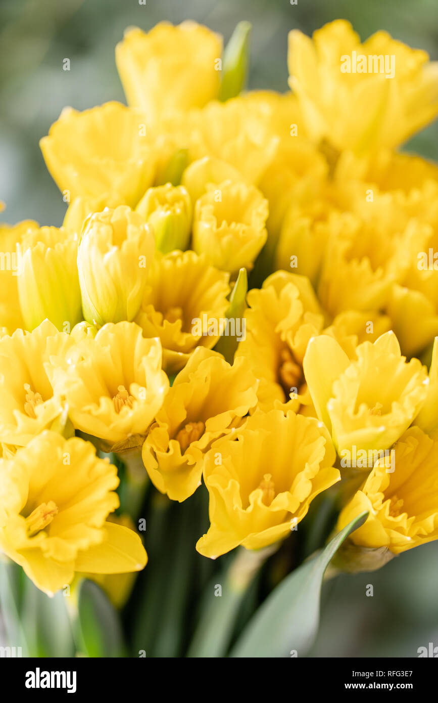 Bouquets de jonquilles jaune. Les fleurs de printemps à partir de la Dutch  jardinier. Concept d'un fleuriste dans un magasin de fleur. Fond d'écran  Photo Stock - Alamy
