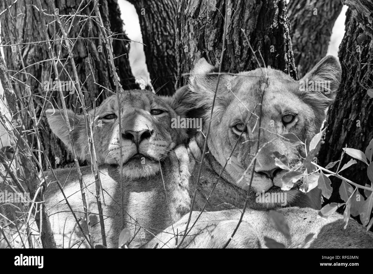 Une paire de des lionceaux d'éviter la chaleur de la journée à l'ombre d'un arbre Banque D'Images