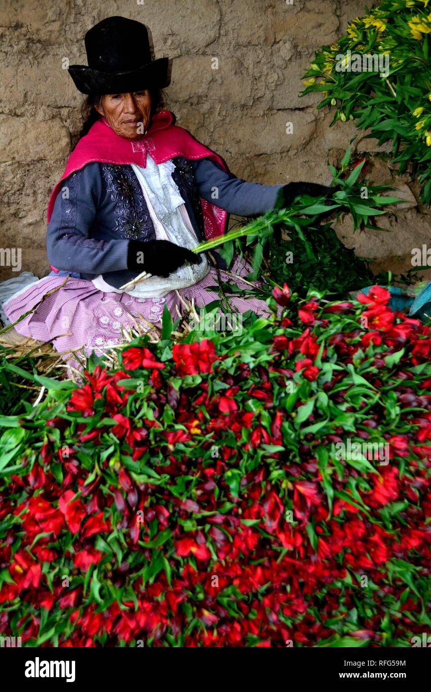 Harvest Astromelias lys - communauté paysanne dans Humacchuco - Parc National Huascaran. Département d'Ancash au Pérou. Banque D'Images