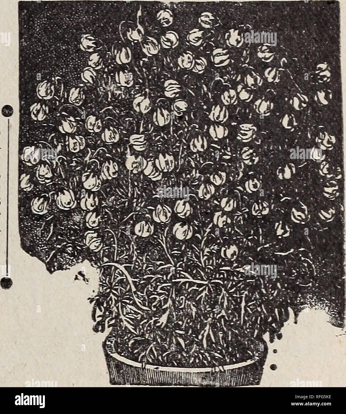 . La géo. H. Mellen Co. : 1900. Pépinière Ohio Springfield catalogues ; bulbes (plantes) ; Catalogues Catalogues de graines de fleurs ; plantes ornementales ; catalogues, catalogues de fruits. I O- BOUQUET DE LAOTAHAS. M A H E RNIA, MIEL BELL.-Un hiver profuse, plante en fleurs- ^vith golden-yel- basse fleurs qui e m i t a strong mielleux fra- grance. Voir cut. Prix, 10c chaque.. Mahek^tia, Miel Bell. LINUM TRIGYNUM. -Une plante en fleurs d'hiver d'une grande beauté, qui produisent dans la plus grande profusion de très grandes fleurs voyantes et de couleur jaune vif. La plante est une termi- masse de bloom pour un long moment au cours de l'hiver, et Banque D'Images