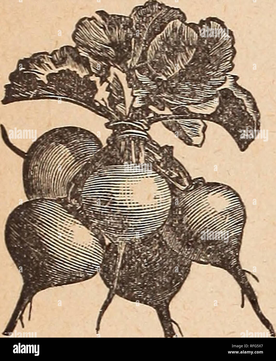 . Catalogue Annuel : testé et fiable sur le terrain, jardin et des graines de fleurs. Cincinnati Ohio pépinière ; catalogues de graines de graminées ; Catalogues Catalogues Catalogues de graines ; fleurs ; instruments agricoles Catalogues. 10 J. CHAS. McCTJLLOUGH, Seedsman,. Radis, a continué. Bri^hest l.chant' Scarlet-s'il est très tôt, à maturité en 20 à 25 jours, la chair croquante et tendre, excellent pour le jardin d'accueil et en particulier souhaitable que le marché, tel qu'il se vend rapidement à cause de sa belle couleur et forme. 10 cts. oz. ; 20 cts. Jeave<l-n'exécute pas à la semence si facilement que les autres. 15 cls. % Lb. ; 45 cts. lb. Banque D'Images