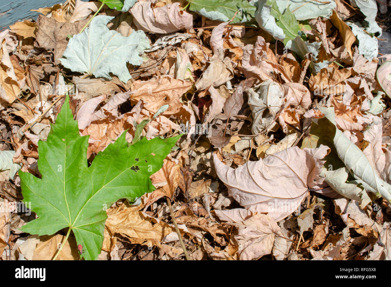 Une pile de feuilles sèches marron et vert en plein soleil y compris un petit bug rouge sur la grande feuille verte dans le coin inférieur gauche. Banque D'Images