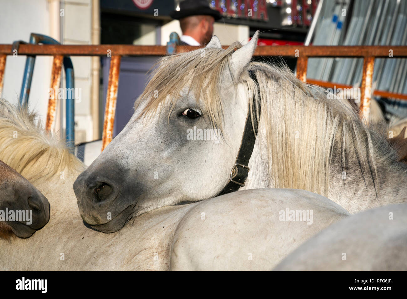 Chevaux Camargue rédigé à la fête annuelle, Saint Gilles, Gard, France Banque D'Images