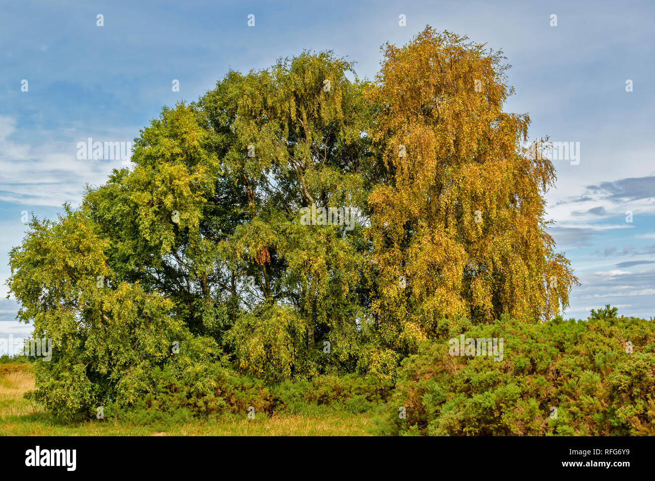 Côte de MORAY ECOSSE FINDHORN mourir ou de feuilles mortes SUR UN BOULEAU EN RAISON DU MANQUE D'EAU OU LA PLUIE DE L'ÉTÉ 2018 Banque D'Images