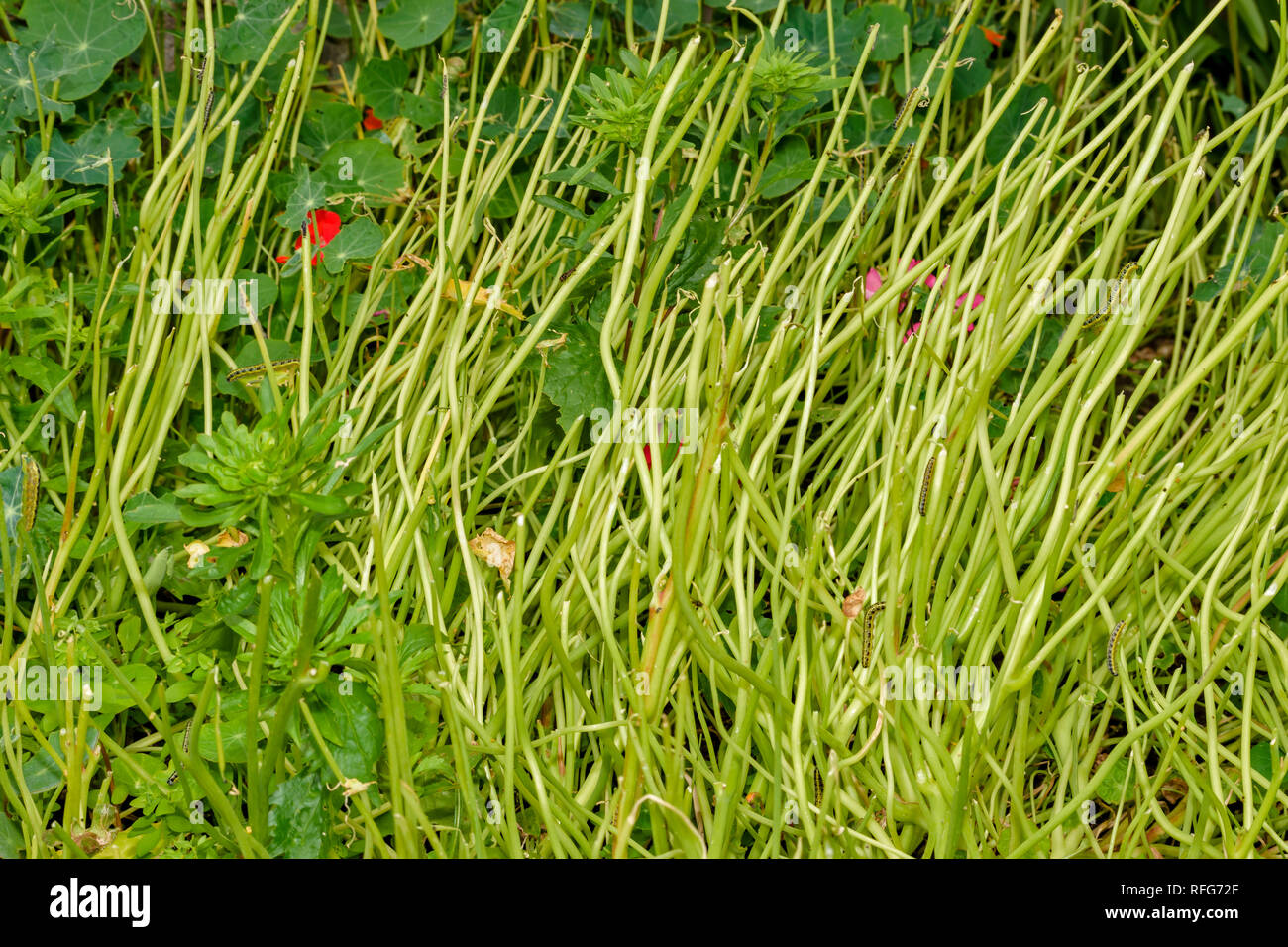 Capucine Tropaeolum FEUILLES ET PLANTES consommées et détruites par les chenilles DE PAPILLON Piéride du chou Pieris rapae Banque D'Images