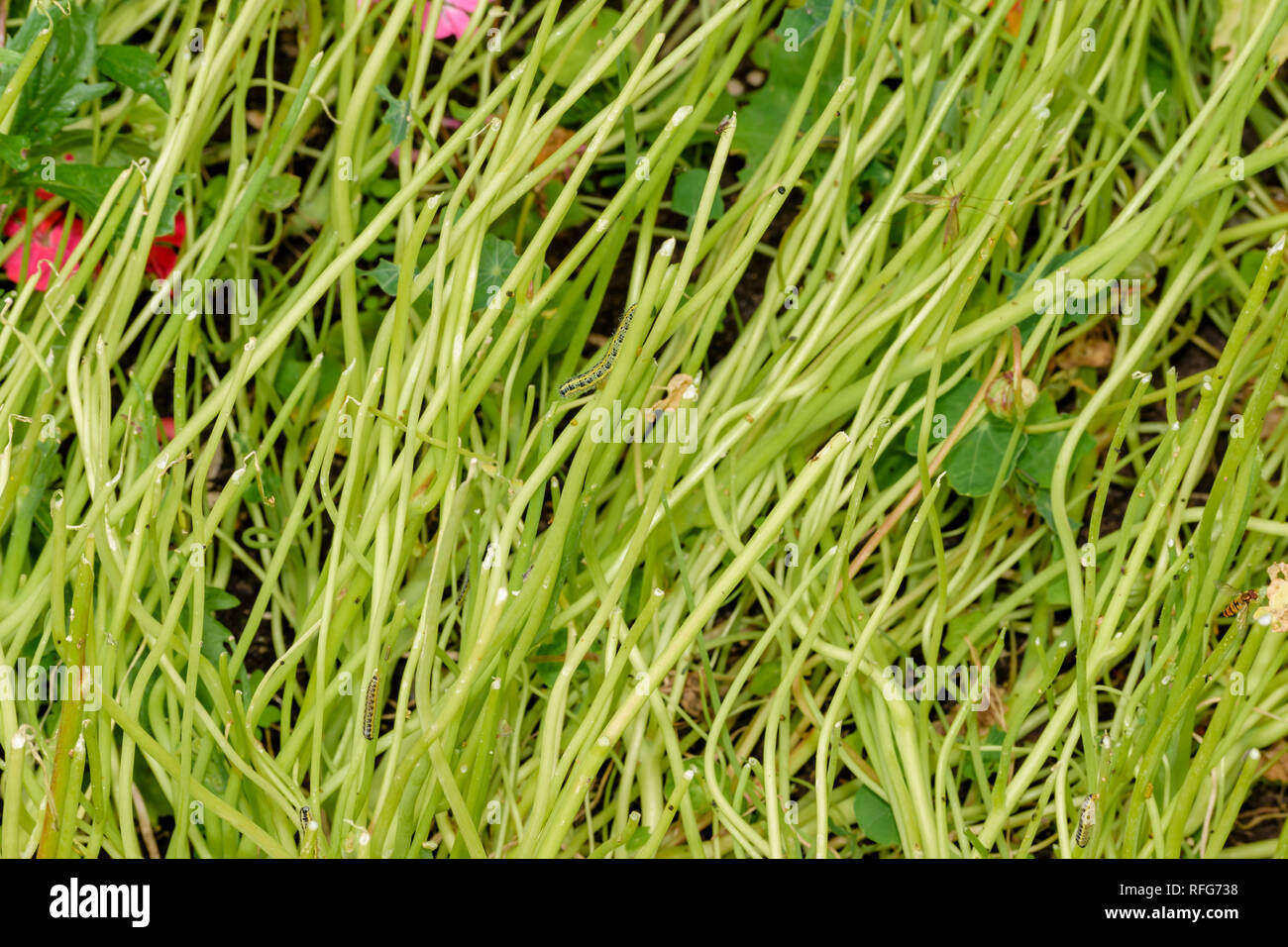 Capucine Tropaeolum FEUILLES ET PLANTES CONSOMMÉES PAR LES CHENILLES DE PAPILLON Piéride du chou Pieris rapae Banque D'Images