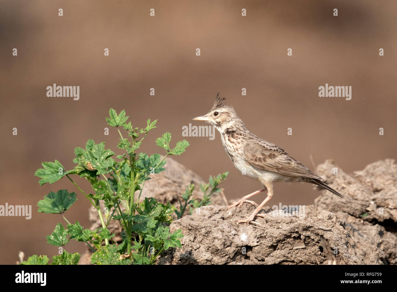Galerida cristata Crested Lark Banque D'Images