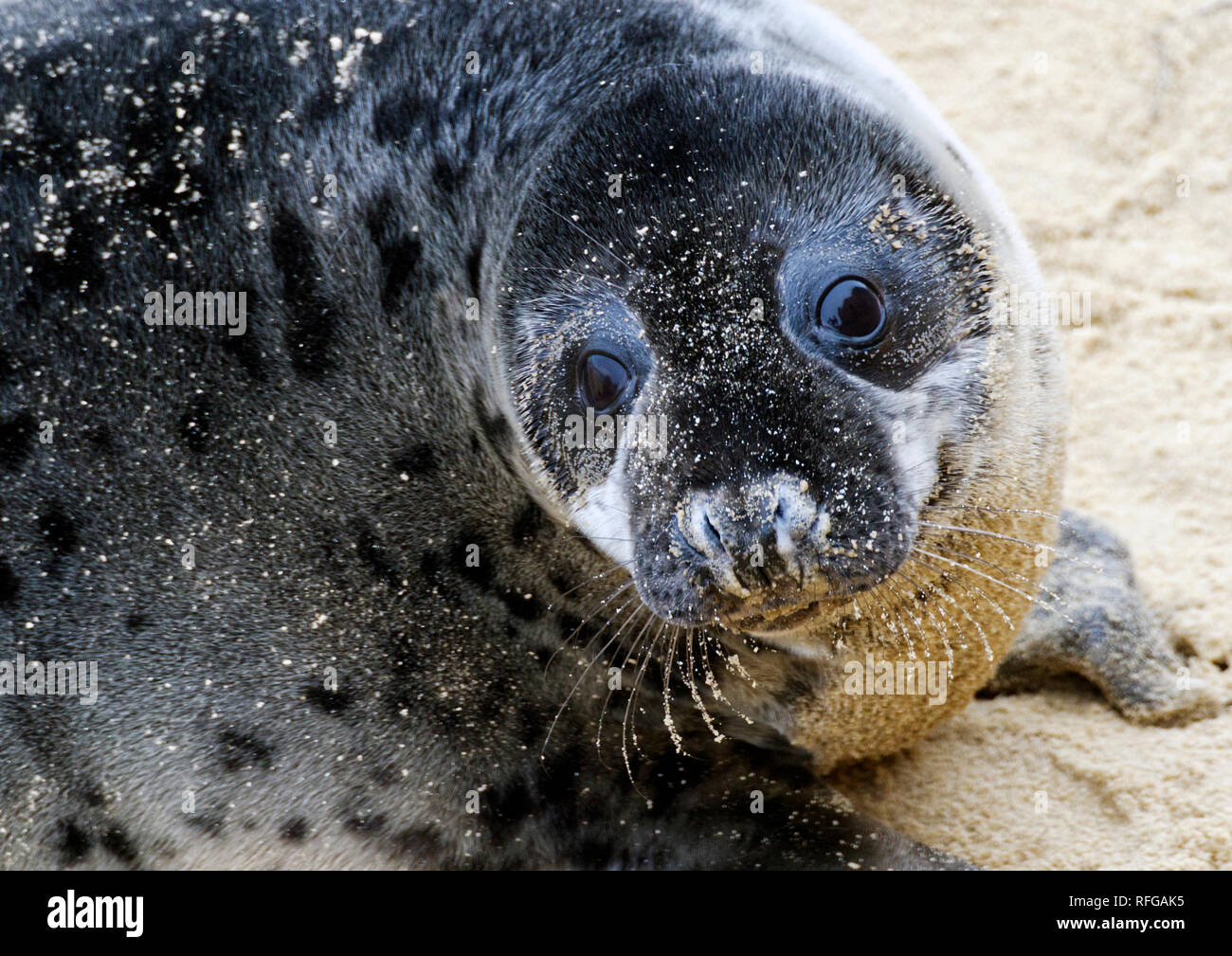 Phoques gris sur la plage de Horsey, Norfolk, l'un des principaux sites de reproduction de ces attachants des mammifères marins sur la côte est de l'Angleterre. Banque D'Images