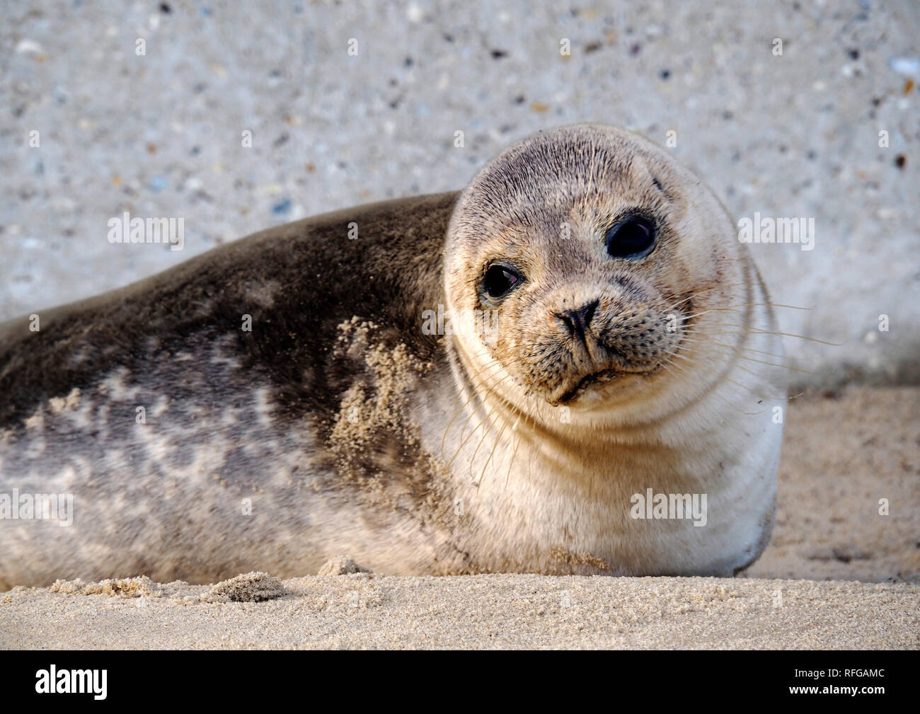 Phoques gris sur la plage de Horsey, Norfolk, l'un des principaux sites de reproduction de ces attachants des mammifères marins sur la côte est de l'Angleterre. Banque D'Images