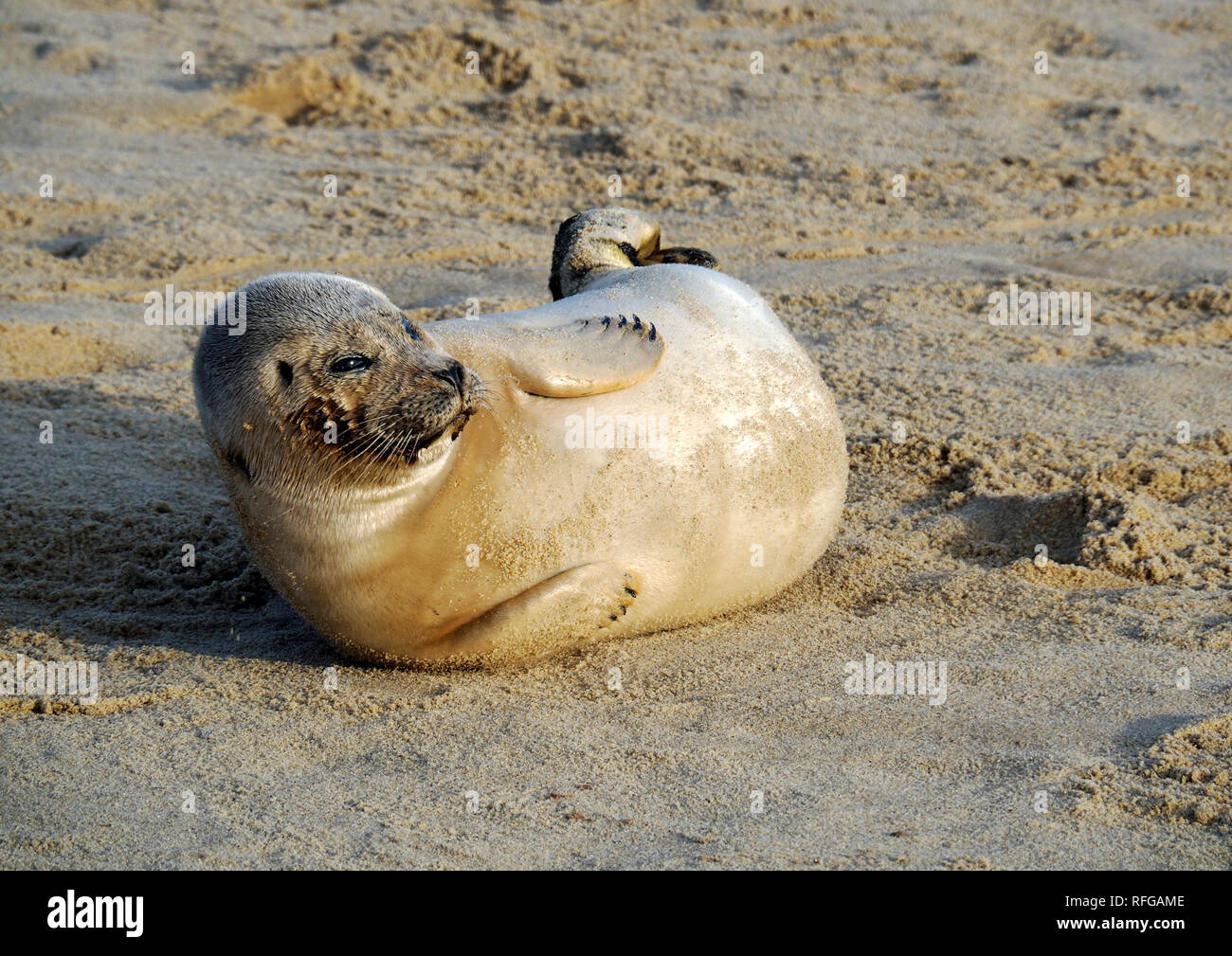 Phoques gris sur la plage de Horsey, Norfolk, l'un des principaux sites de reproduction de ces attachants des mammifères marins sur la côte est de l'Angleterre. Banque D'Images