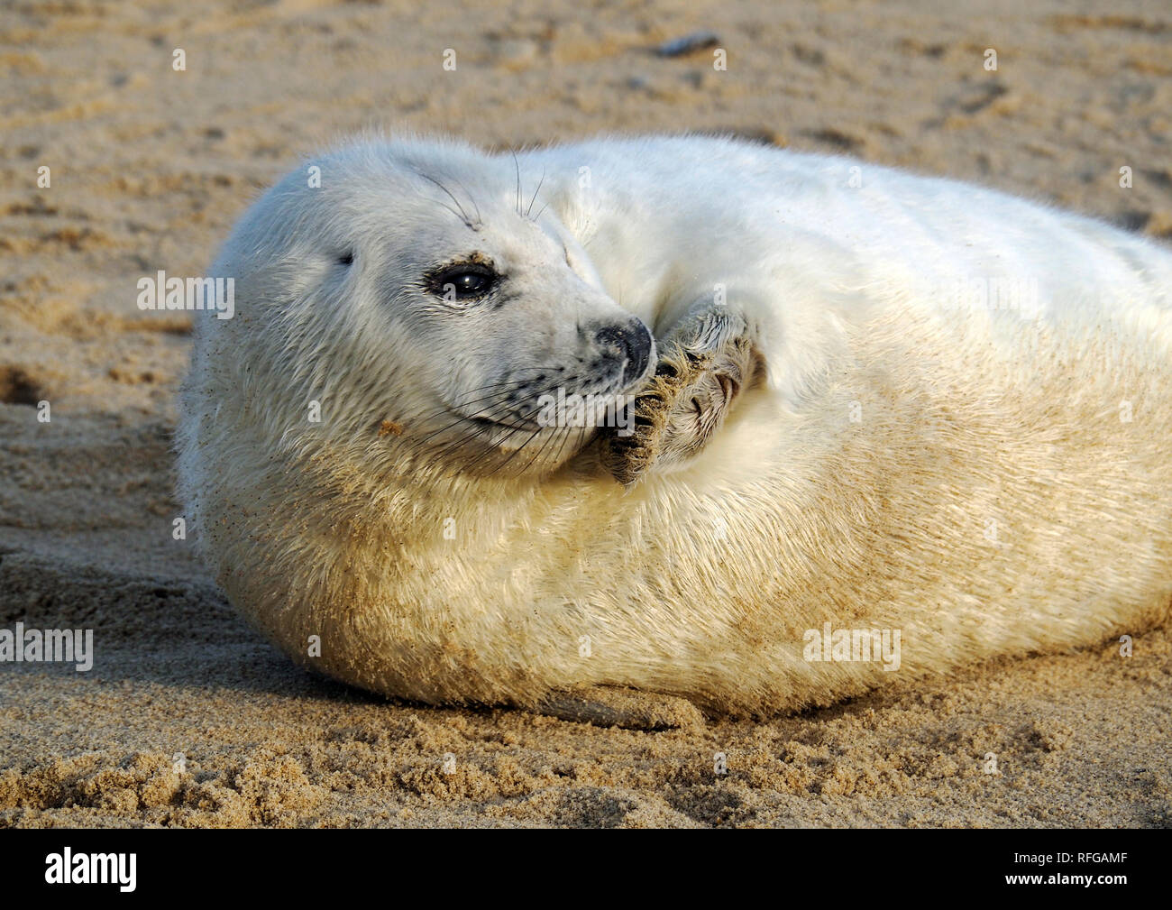 Phoques gris sur la plage de Horsey, Norfolk, l'un des principaux sites de reproduction de ces attachants des mammifères marins sur la côte est de l'Angleterre. Banque D'Images