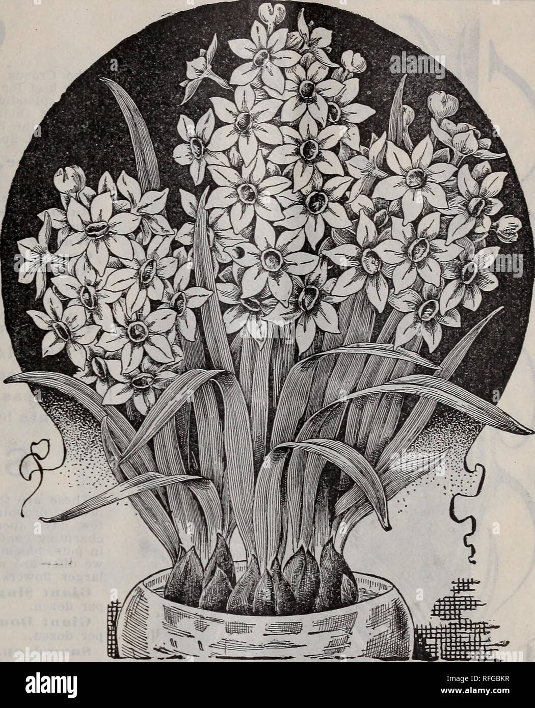 Gems Floral Pour Lhiver La Floraison Pépinière Ohio