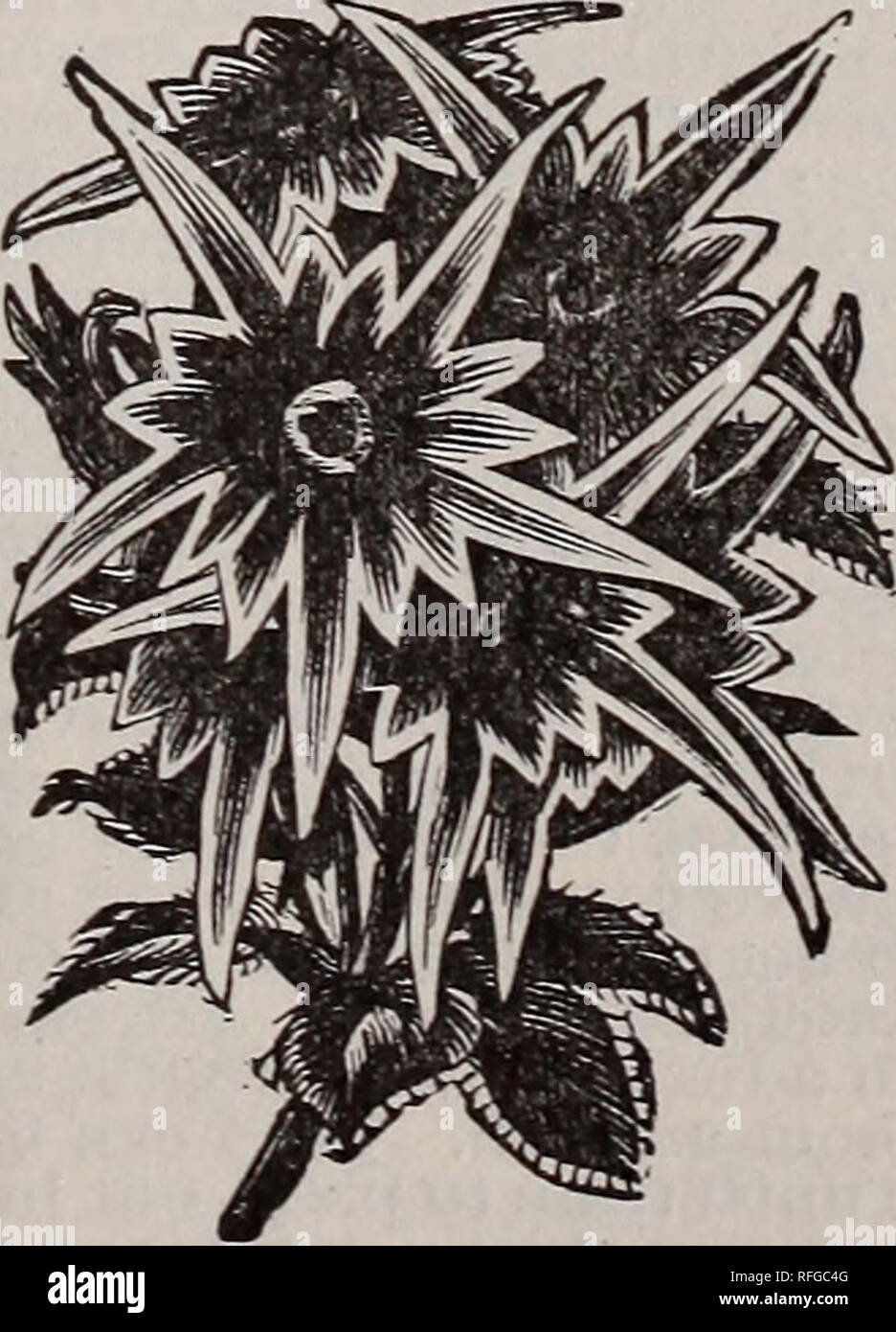 . Goodell's seed catalogue. Le Massachusetts de pépinière ; Catalogues Catalogues fleurs ; graines de plantes ornementales ; catalogues, catalogues. Amélioration de l'AFRI- POUVEZ MARIGOLD El Dorado : c'est la plus belle souche de Mari africain- or encore produit. Les fleurs sont de 3 à 4 pouces de diamé- ter, très simple et plus parfaitement imbriquées et stretch, une seule plante souvent de 50 à 75- débit en même temps. Les couleurs passent par toutes les nuances de jaune de très léger à l'orange le plus primrose ; couleurs mélangées, . 10 nouveaux soucis. MARIGOLD, l'amélioration de l'Anglais : celles-ci ont une profusion de très petites d Banque D'Images