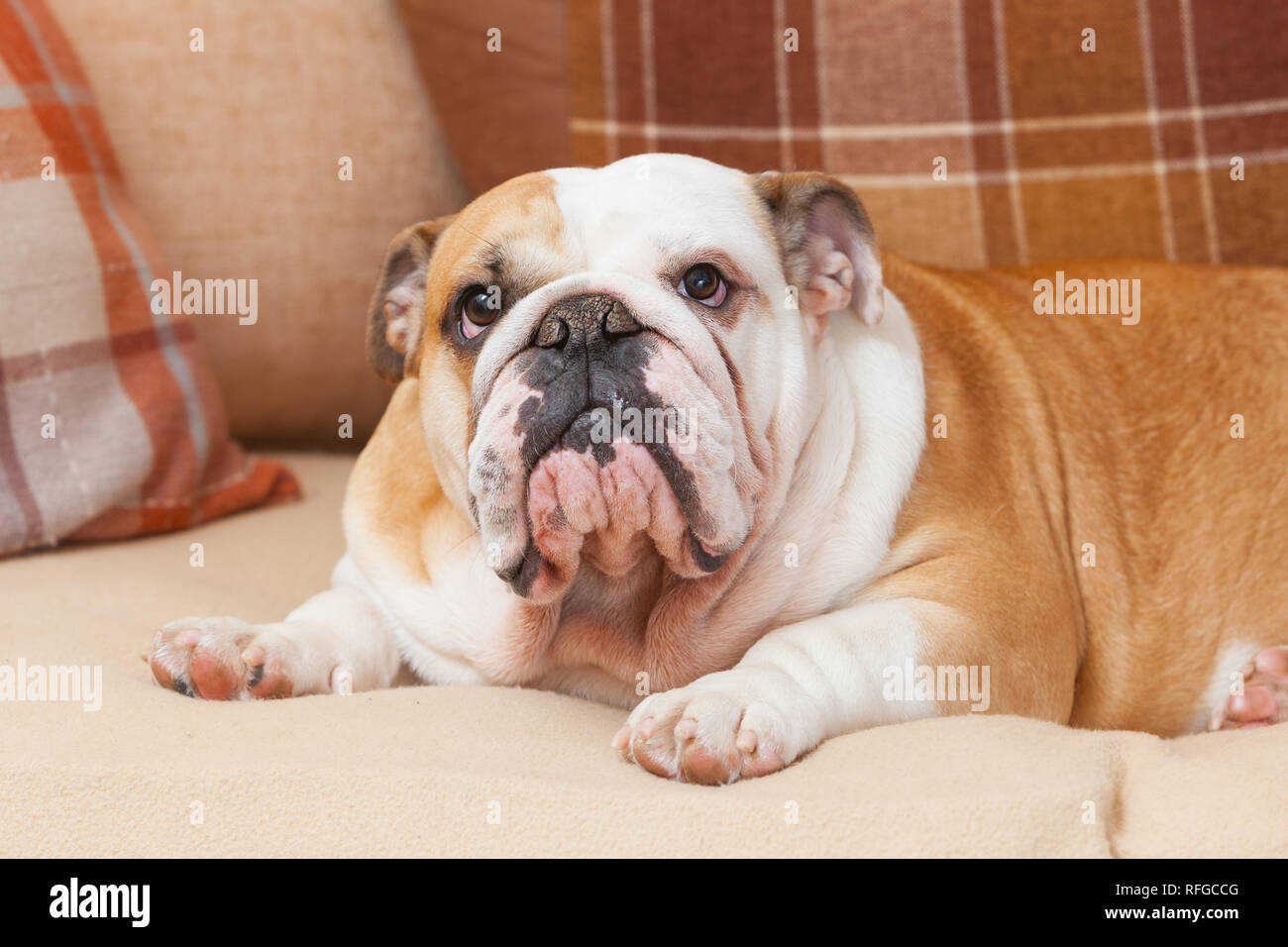 Un Bulldog anglais sur un canapé ou canapé ou de la table à l'intérieur Banque D'Images