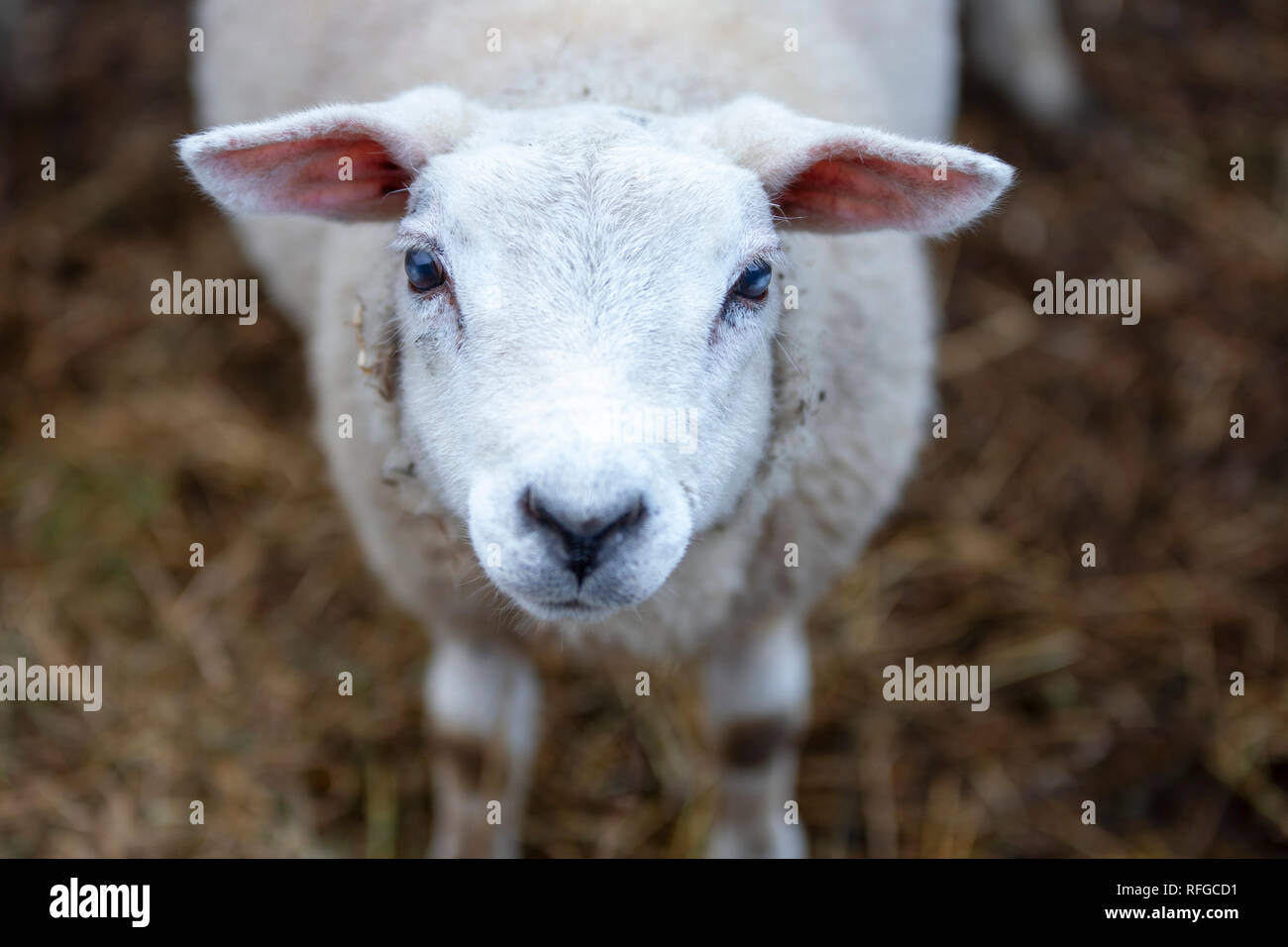Agneau animal aveugle, Bella. 07.11.18. Peat Inn, Fife, en Écosse. agneau domestiqué cheviet qui est aveugle à claddach farm, dans le Fife, en Écosse. Banque D'Images
