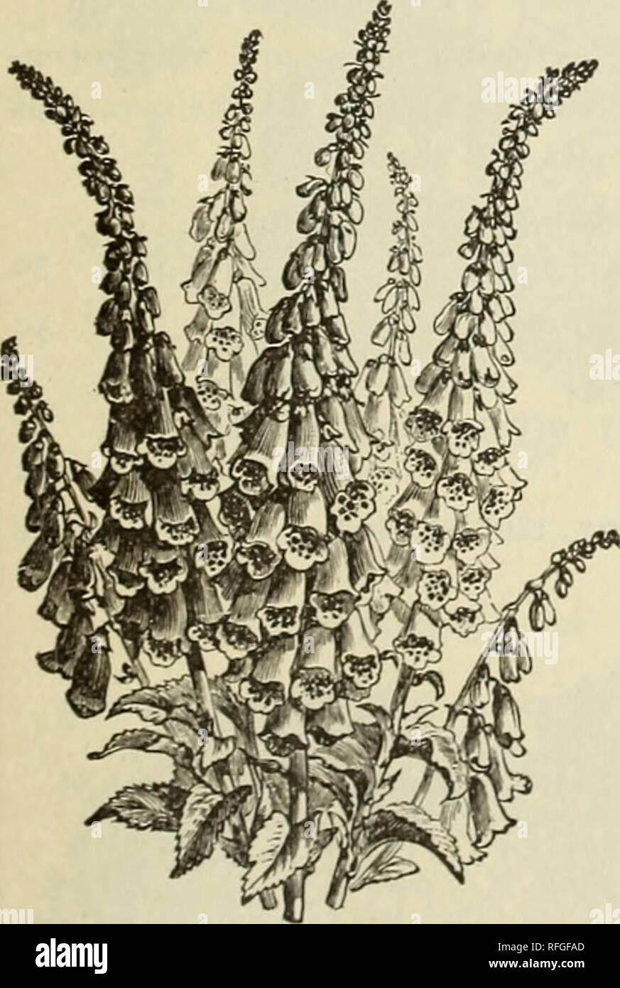 . [Catalogue]. Pépinière New York (État) Troy catalogues ; catalogues ; Graines de légumes graines de fleurs Graines d'herbes ; Catalogues Catalogues Catalogues ; instruments agricoles. La myosite. Voir page 42. GILIA Une vivace. Pousse dans tous les sols. Excellent pour les lits ou de rocailles. Doivent être semées où ils demeurent. Gilia. Meilleurs nain mixte trie par pkt. 5c GODETIA. Un nain de annuel très voyantes, compacte, portant de grandes fleurs de plusieurs couleurs qui scintillent comme le satin au soleil- lumière. (Voir illustration à la page 44..) Dame Rose satiné. Carmine, edge de rosy rose. Comme le satin de surface. Bijou. L'un pied de haut Banque D'Images