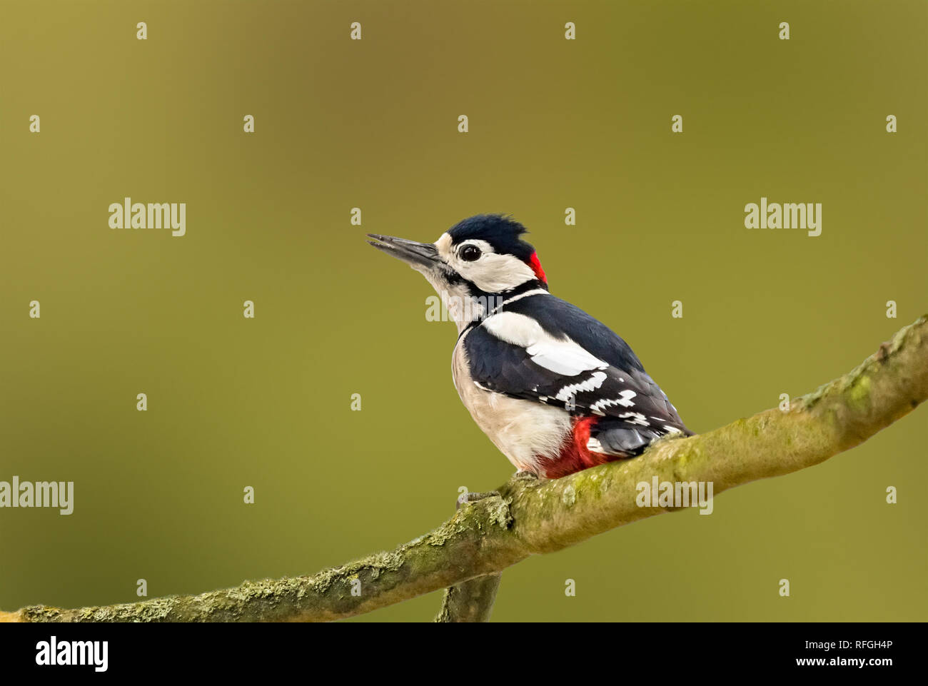 Pic épeiche mâle (Dendrocopos major) perché sur une branche d'arbre en automne à Arundel, West Sussex, Angleterre, Royaume-Uni. Avec l'exemplaire de l'espace. Banque D'Images