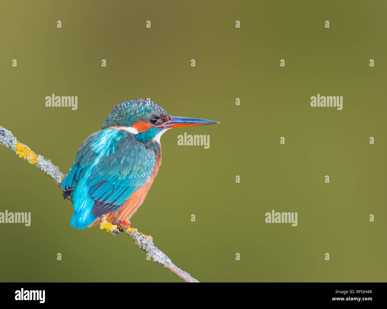 Femelle adulte Kingfisher (Alcedo atthis) oiseau perché sur une branche d'arbre en hiver à Arundel, West Sussex, Angleterre, Royaume-Uni. Copier l'espace. Copyspace. Banque D'Images Femelle adulte Kingfisher (Alcedo atthis) oiseau perché sur une branche d'arbre en hiver à Arundel, West Sussex, Angleterre, Royaume-Uni. Copier l'espace. Copyspace. Banque D'Images