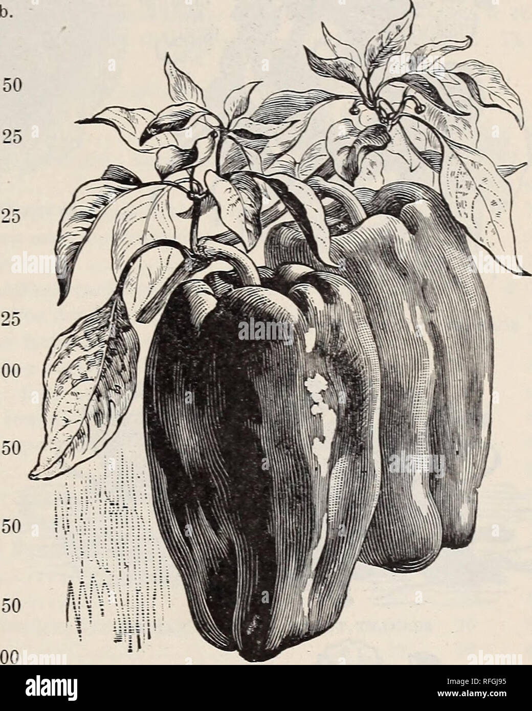 . Thorburn's seeds : 1900. Pépinière New York (État) ; Catalogues Catalogues ; Graines Graines Graines de fleurs ; Catalogues Catalogues. Catalogue de graines High-Class. Poivre 35 PlMEXT. Pi mi en d'. defter. La culture. - Semer dans des foyers en mars, et quand le sol est devenu chaud, situé dans les rangées 2 pieds et 18 pouces dans les rangées ; hoe fréquemment. Les plantes peuvent également être transmis dans de petits pots. 1412 1413 1414 1415 1411 1420 1421 1423 1424 1425 1427 1428 1429 142G 1430 1432 par oz. Ruby King. Beaux fruits rouge vif, de 4 à 6 pouces de long ; très légère ; l'un des meilleurs pour la farce. .$025 075 $ Grand Banque D'Images