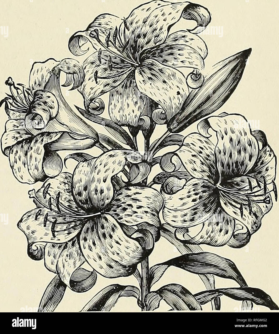. Nouvelles, rares et belles plantes. Pépinières (Horticulture) New York (État) New Rochelle catalogues ; pépinières (Horticulture) Catalogues du Wisconsin ; Plantes, bulbes ornementaux ; Catalogues Catalogues (plantes) ; les fleurs ; les Catalogues Catalogues des Plants des Arbres arbustes ; fruits ; Catalogues Catalogues. Les FRUITS TROPICAUX-Bulbes et graines. 61 ET SEMI-TROPICAL FRUITS TROPICAUX. Convient pour la culture de serre dans le Nord, ou pour l'air libre dans le sud ceux ayant des conservatoires privés trouveront ces fruits une source inépuisable de plaisir, si soigneusement cultivé. CHRYSOPHYLLUM cainito. StarApple {Snpota mammosa Achras sapota). Banque D'Images