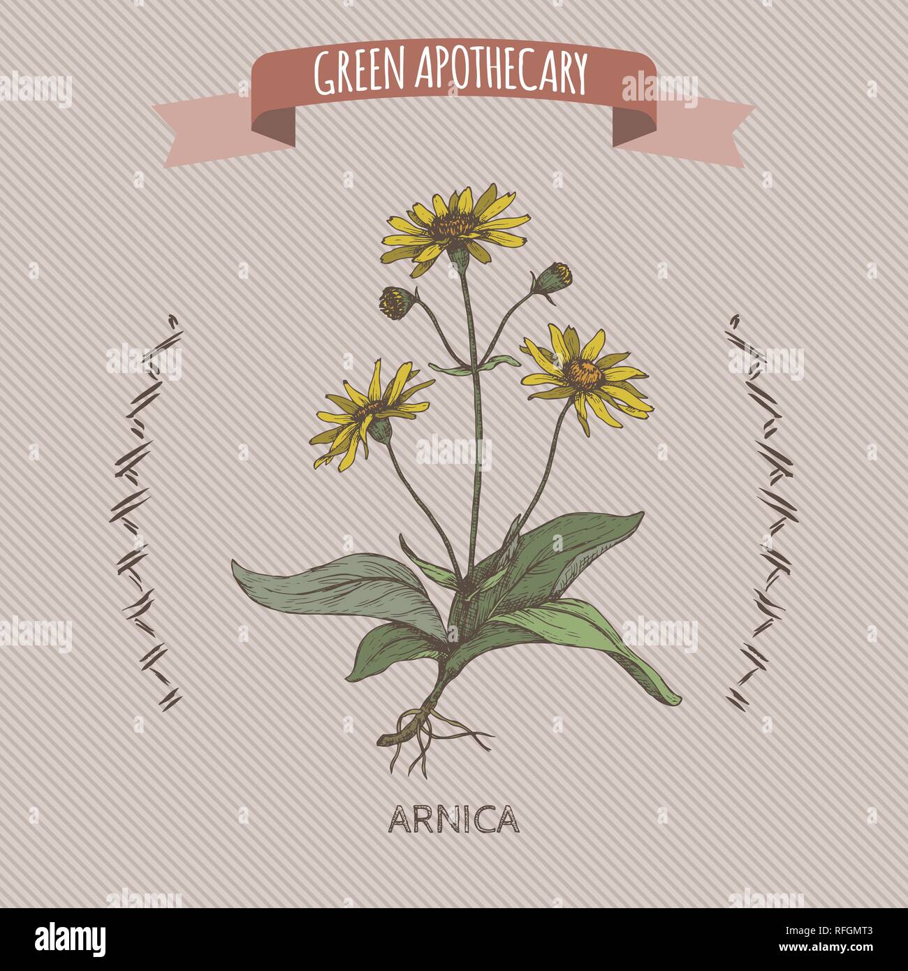 Arnica montana aka mountain arnica des montagnes ou du tabac couleur croquis. Illustration de Vecteur