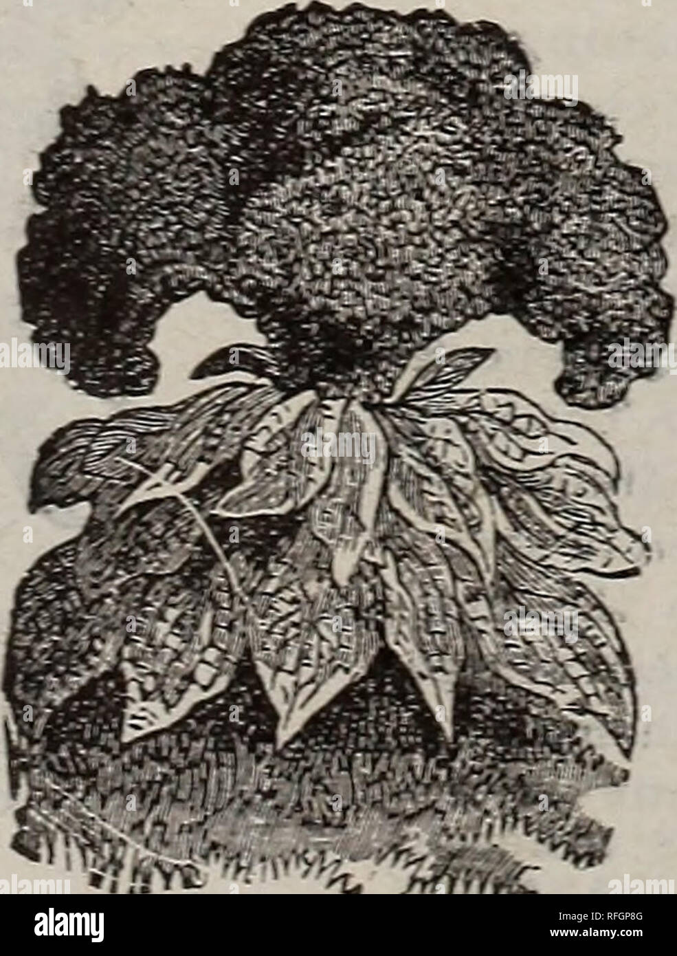 . 1900 Catalogue des Seed Company : légumes, fiable, ferme et des graines de fleurs. Pépinière Missouri ; Catalogues Catalogues ; Graines de légumes graines de fleurs ; instruments agricoles Catalogues Catalogues. Campanula, no 135. Caudytuft, n° 137. CAMPANtTLA-(G/oc;fe5"W";Ke). Pot de précieux en raison de leur habitude fine et l'éclat de leurs fleurs. 134- : !&gt;peciilTim» liOoking, tenus en verre. 5135- Spfculuiu mixtes, 11. pi. Venus' à double vitrage ; IM- bleu Thlaspi. Thlaspi-lberis. {ScbUifcjihlume.) bien connu. 136- Whit© Kocket. {'Iberis amara.) Fer 5 oz., loc. 137- différentes couleurs, F Banque D'Images