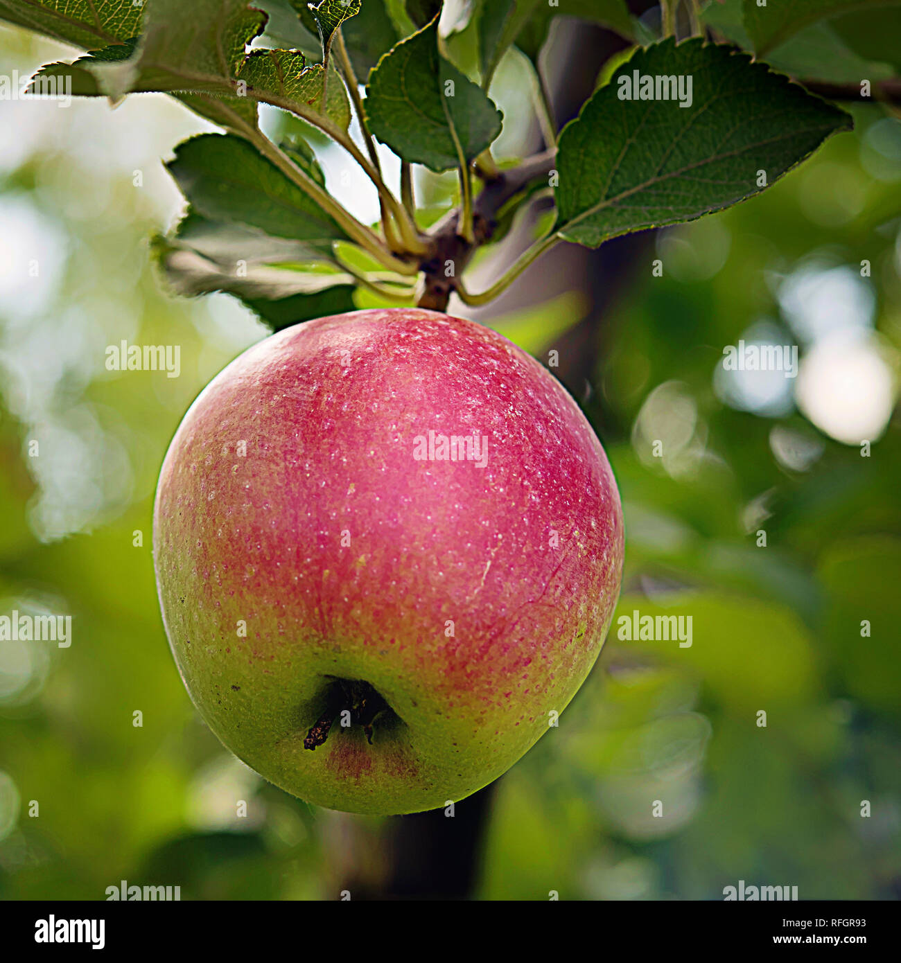 Côté rouge avec des feuilles d'apple hanging on tree branch de l'orchard garden. Le temps de la récolte d'été ou d'automne et de l'alimentation saine des concepts. Image carrée. Selectiv Banque D'Images