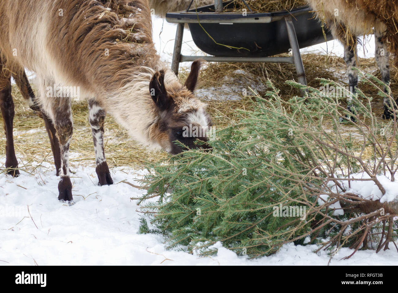 Un lama mange du miel nommé un vieil arbre de Noël offert à son troupeau comme une forme d'enrichissement à High Park Zoo de Toronto, Canada. Banque D'Images