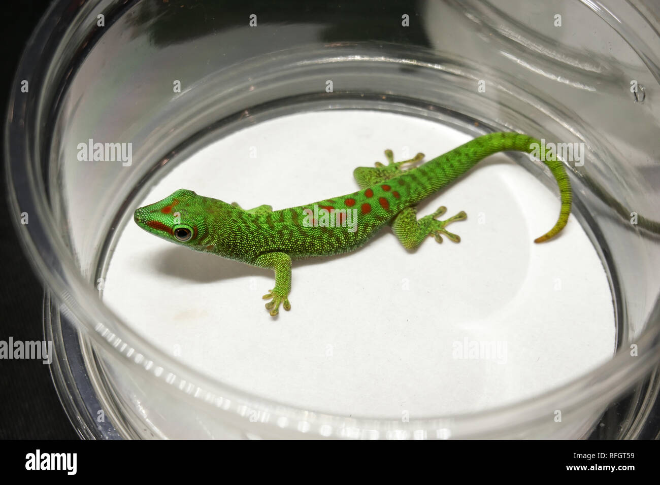 Un jeune Gecko géant de Madagascar jour attend un acheteur à un pet show à Toronto, Canada Banque D'Images