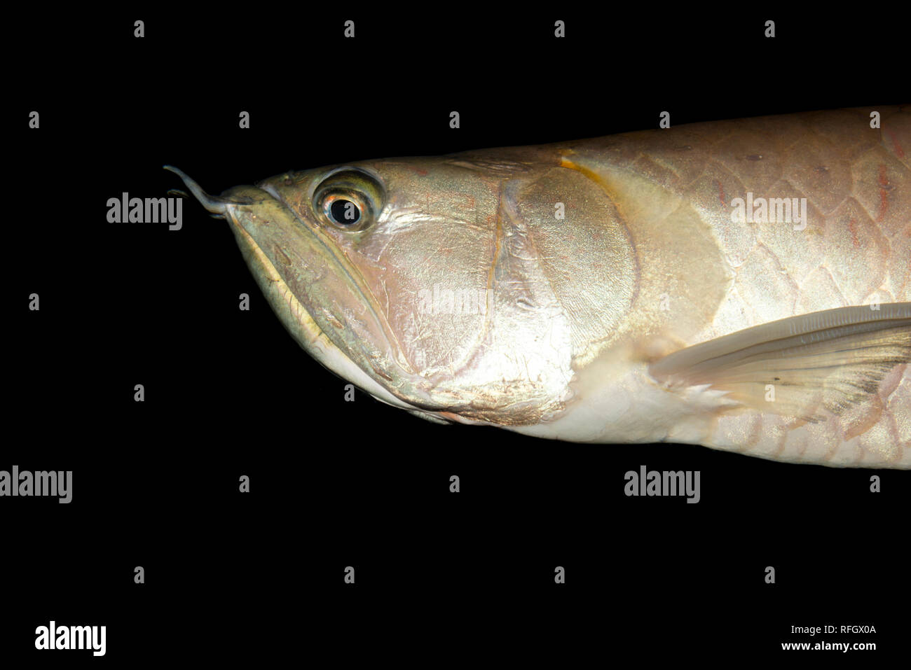 Arowana (Osteoglossum bicirrhosum Silver) Banque D'Images