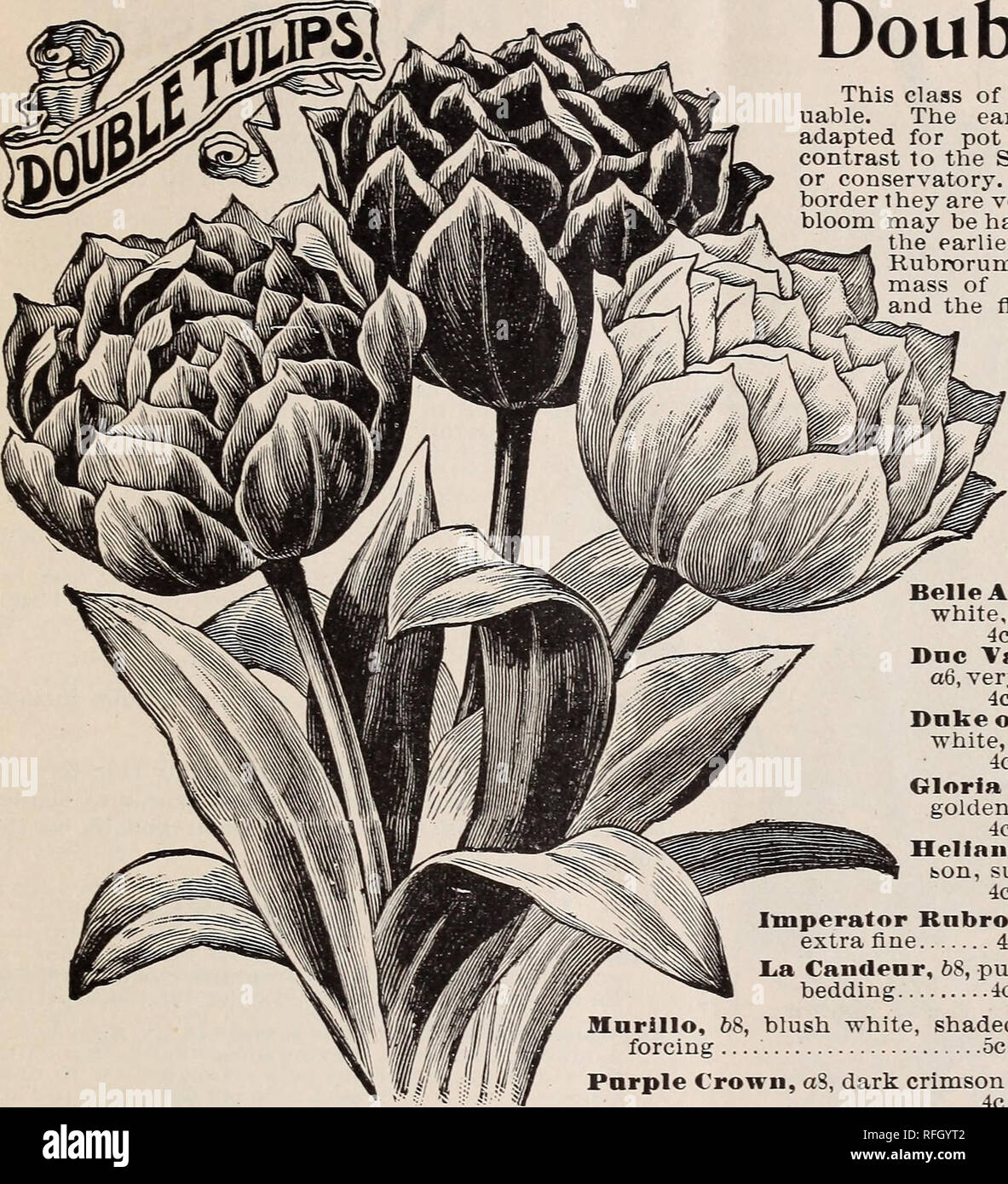 Catalogue De Bulbes Darbres Et Darbustes Pour Plantation