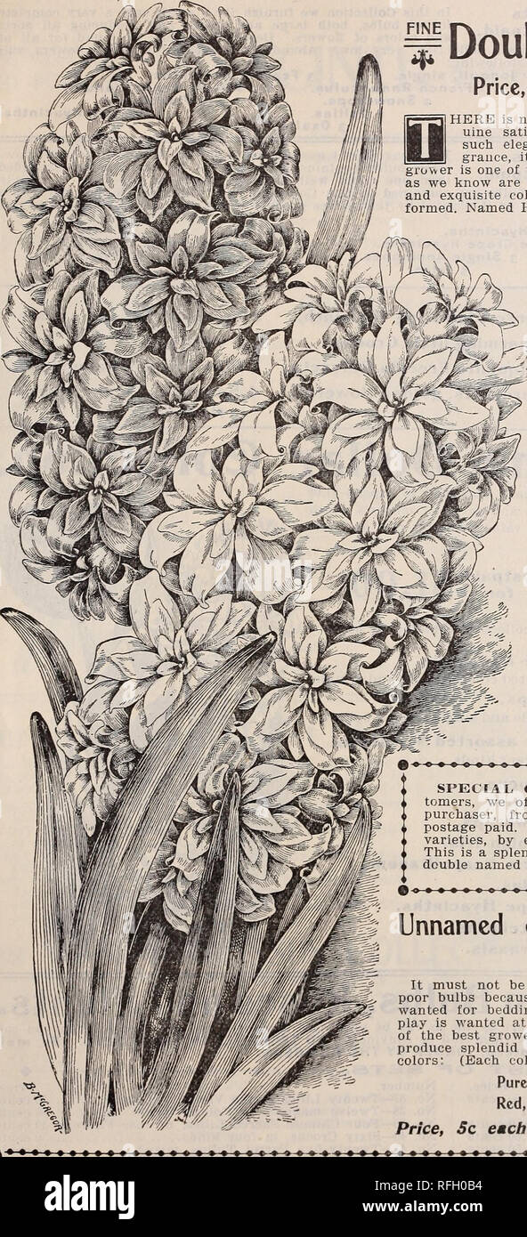 . Gems floral pour l'hiver la floraison. Pépinières (Horticulture) Ohio Springfield catalogues ; plantes, fleurs ornementales ; Catalogues Catalogues ; bulbes (plantes) Catalogues. 4 frères McGregor, fleuristes. Springfield, Ohio. f Double nommé jacinthes Prix, votre sélection, 10 cents chacun. Ici, c'est rien dans la ligne d'ampoules qui vous donnera ces gen- uine satisfaction que la jacinthe d'eau. La production, comme il le fait, ces pics élégant, et avec sa grande durabilité et fra- _ grauce, c'est sans égale pour les portes ou les fenêtres de la culture. Notre producteur est l'un des meilleurs en Hollande, et nous faisons la liste ci-dessous ces variétés comme nous le savons une Banque D'Images