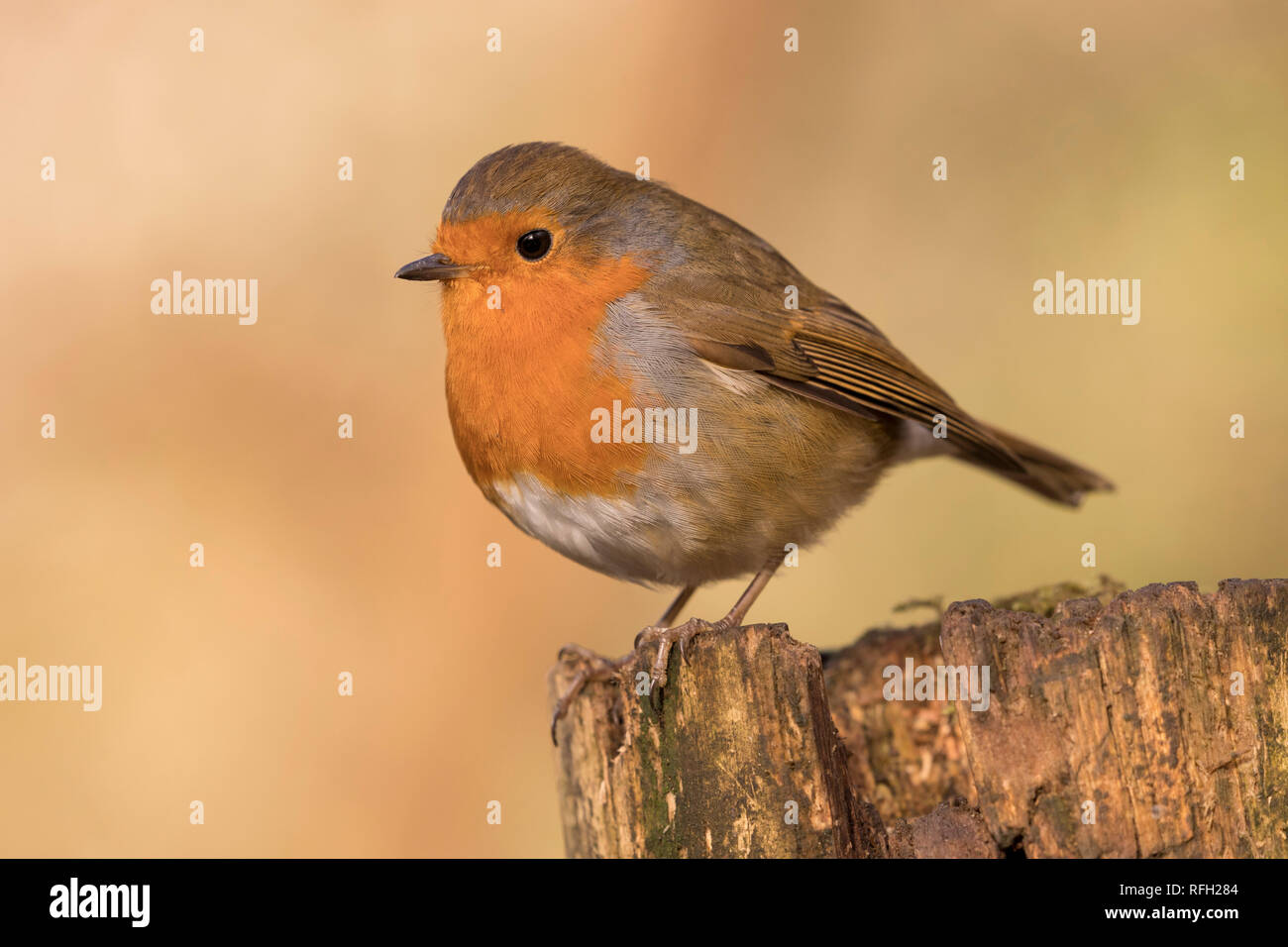 Des profils avec Robin (erithacus rubecula aux abords) perché sur un log dans le soleil d'hiver. Prise à Forest Farm, Cardiff, Pays de Galles, Royaume-Uni Banque D'Images