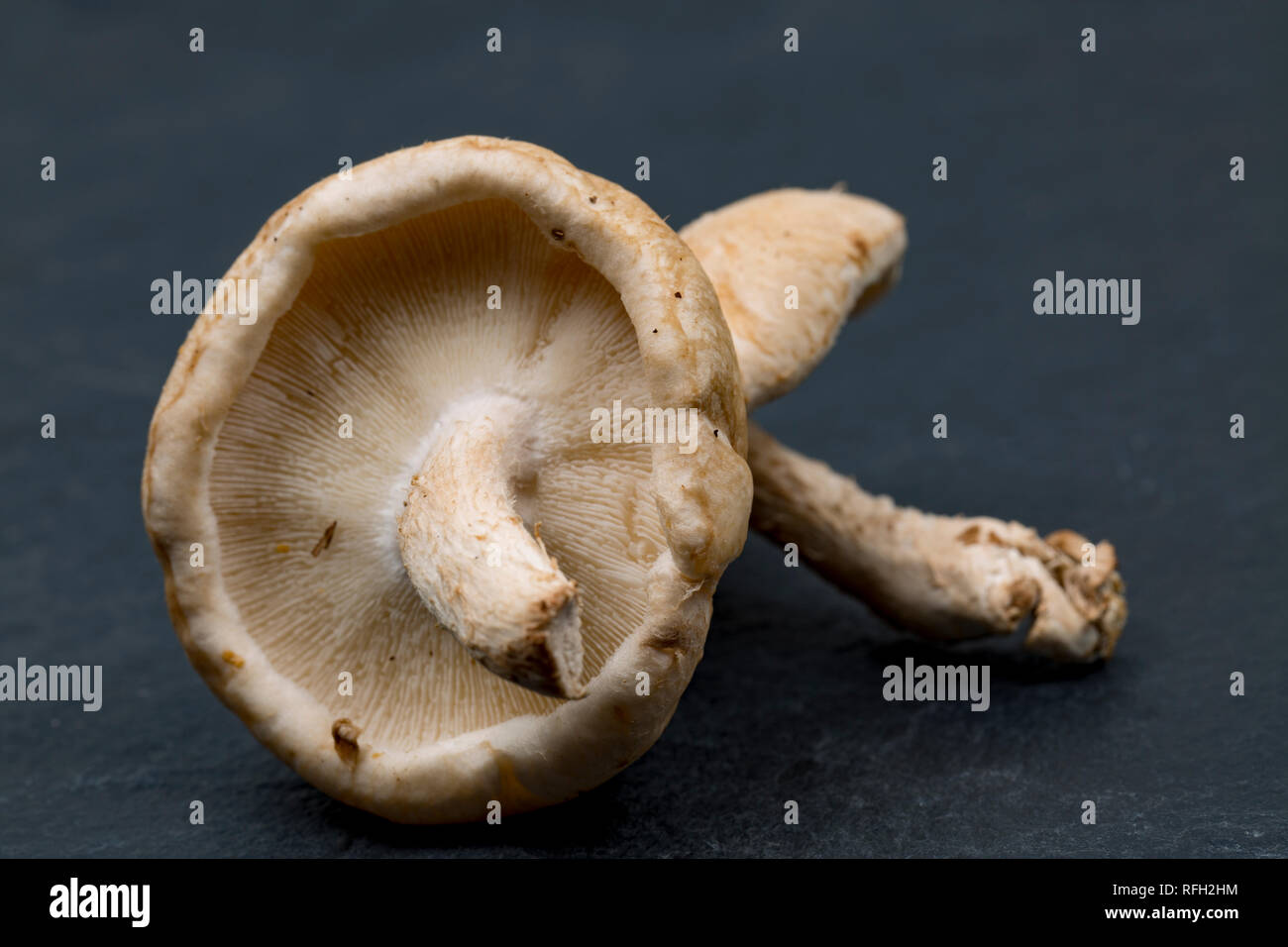Deux champignons shiitake cru acheté dans un supermarché au Royaume-Uni sur un fond sombre. Dorset England UK GO Banque D'Images