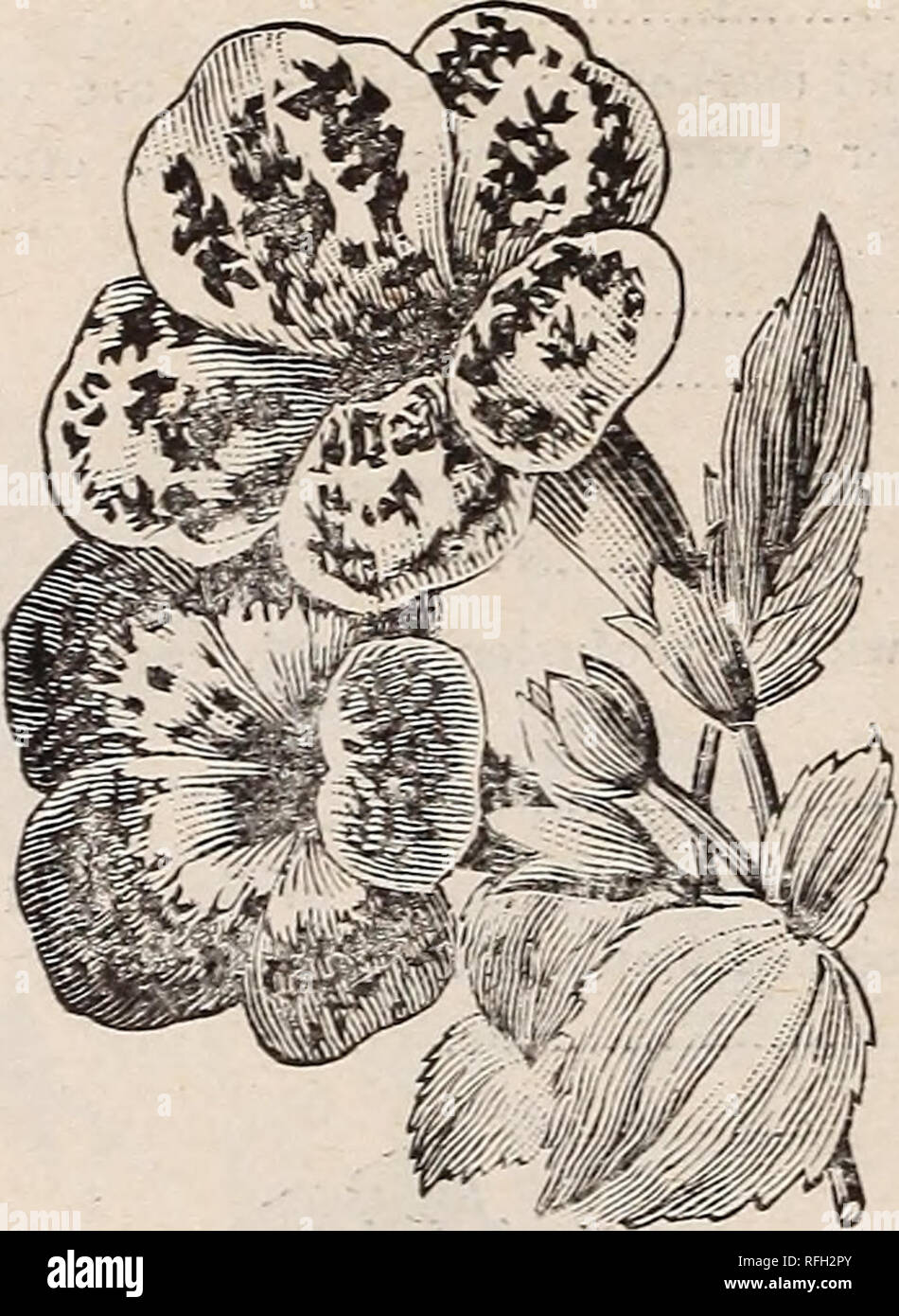 . Johnson &AMP ; Musser Seed Co.'s catalogue de semences fiables. Pépinière en Californie à Los Angeles ; Catalogues Catalogues ; Graines de légumes graines de fleurs ; instruments agricoles Catalogues Catalogues. MARIGOLD AFRICAINS.. MIMULUS. MARIGOLD.-Une plante voyante de croissance symétrique, compact, beau foli- l'âge, et une profusion de fleurs de tons de jaune brillant, finement bariolées et rayé de noir, les couleurs riches de bordeaux et marron. Hauteur 1 pieds. La moitié vivace. Double souci, de nain, en français, par paquet 5c. " ", " Africains 5c. MIMULUS.-Ces fleurs sont remarquables pour leur riche un Banque D'Images