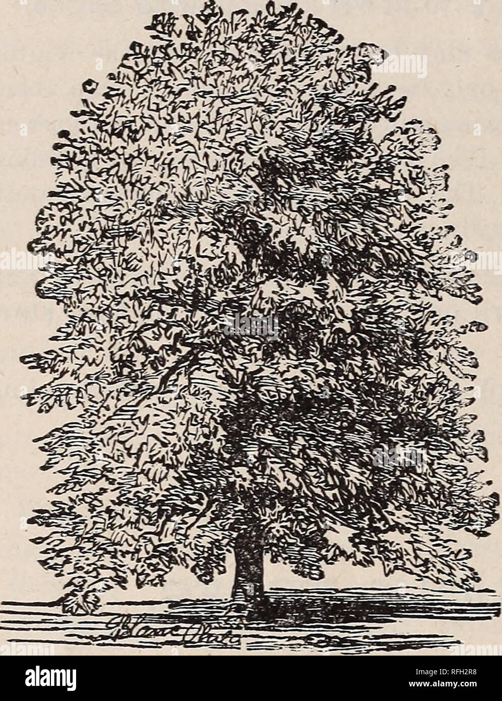 . L'Illustre et catalogue descriptif des fruits et des arbres ornementaux, petits fruits, plantes grimpantes, rosiers, arbustes, etc., etc.. Kalamazoo Michigan pépinière ; Catalogues Catalogues des plants des arbres de fruits ; fruits ; Catalogues Catalogues des Plants des Arbres arbustes ; catalogues ; les plantes, plantes ornementales ; Catalogues Catalogues Roses. UPRTOHT TKEEF 448 feuilles caduques. Hêtre (Fagus). Une pelouse, arbre très élégant et lorsqu'il atteint l'âge, ne peut guère être dépassé. A noté pour les riches, Feuillage brillant.. Le Hêtre américain. American (ferruginea)-Une na- tion trier, atteignant une hauteur de 50 pieds et plus. (Européenne sylvatica) - Similaire à l'un Banque D'Images