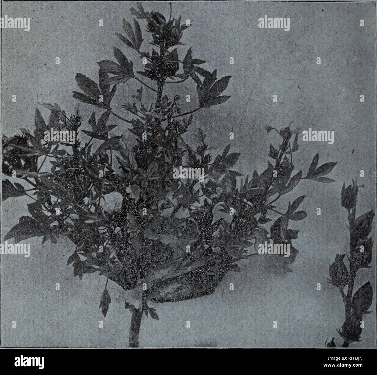 . Johnson &AMP ; Musser Seed Co.'s catalogue de semences fiables. Pépinière en Californie à Los Angeles ; Catalogues Catalogues ; Graines de légumes graines de fleurs ; instruments agricoles Catalogues Catalogues. 6 Johnson &AMP ; Musser Seed Co. ROSELLE. "L'usine de limonade" du Queensland (Hibiscus Sabdariffa) Souvent Gaillec* "Roselle" est une plante annuelle qui a été suffisamment testé pour indiquer sa grande valeur alimentaire, et pour justifier la culture plus étendue. Le fruit ressemble à l'écarlate en azimut et le gombo est utilisé pour faire de la gelée et de la confiture. La gelée est supérieur à la goyave ou groseille, et l Banque D'Images