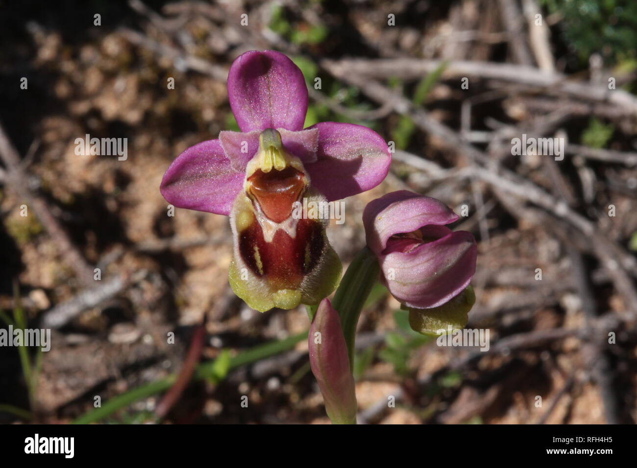 La tenthrède à fleurs orchid (Ophrys tenthredinifera) à Boca do Rio sur la côte de l'Algarve au sud du Portugal. Banque D'Images