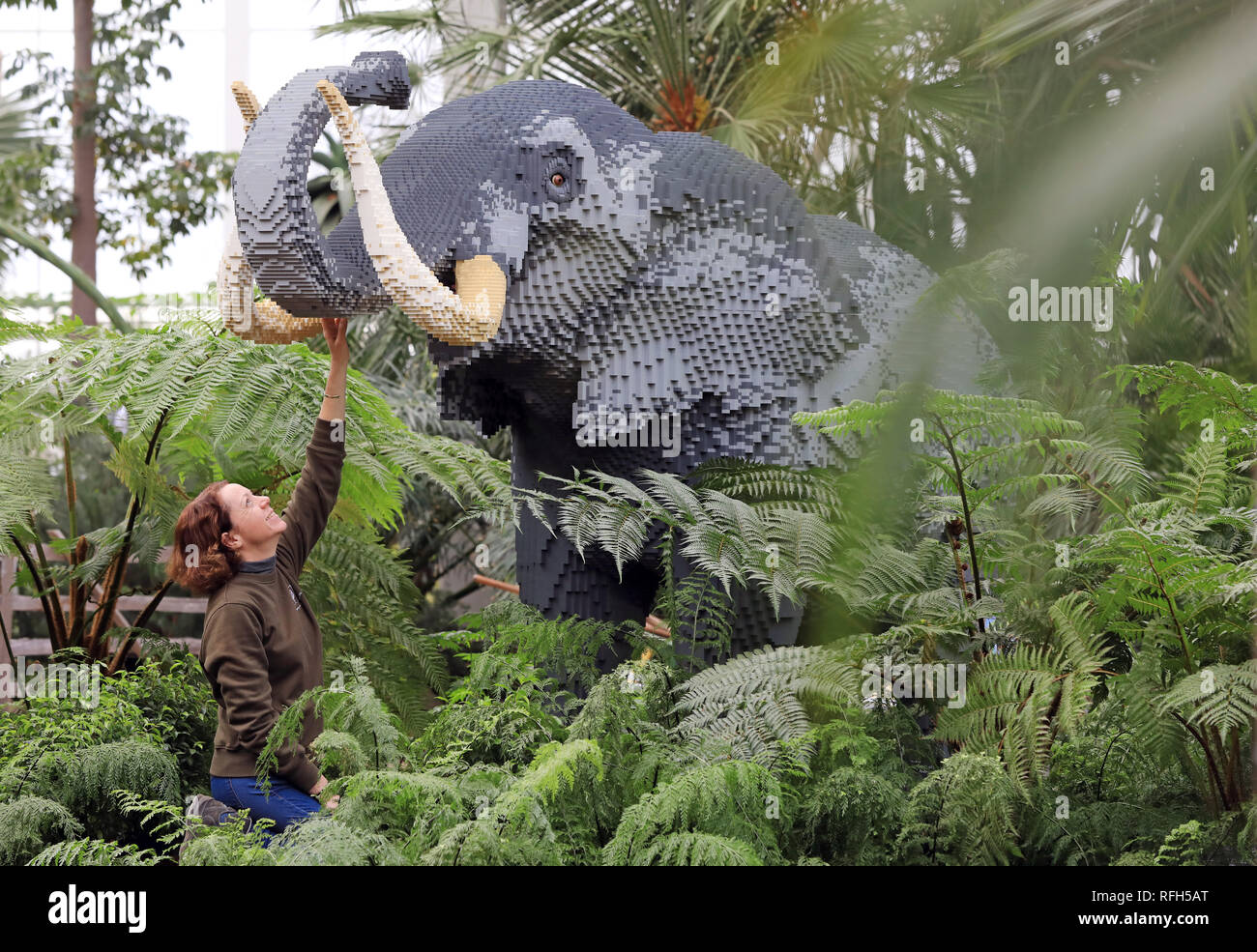 Jardin RHS Wisley, Surrey, UK. 25 Jan 2019.Emma Allen, gestionnaire, 44 Jardin de Surrey ajoute la touche finale à l'écran. L'éléphant Lego qui est constitué de 271 739 briques, a eu six personnes 16 heures à créer. Il y a plus de 40 sculptures en briques LEGO® sur le grand Safari en brique, à l'intérieur de la Serre à Wisley RHS Garden qui se déroule du 26 janvier au 3 mars 2019. La taille de la brique LEGO® creations se trouve niché dans la végétation luxuriante dans les zones tempérées et tropicales de la cathédrale-comme sous serre. Credit : Oliver Dixon/Alamy Live News Banque D'Images