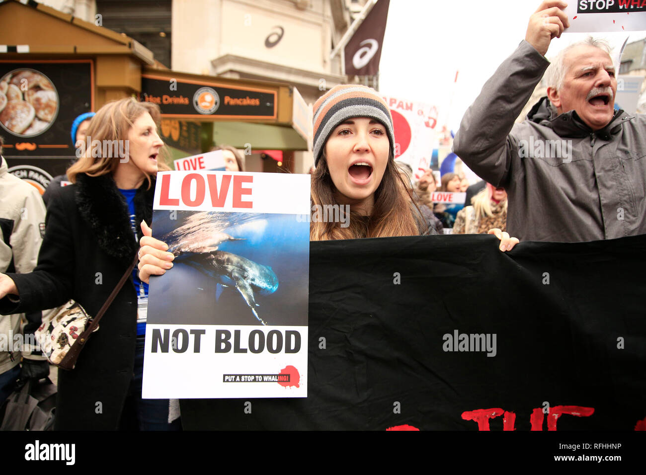 Plus de mille personnes se sont rassemblés à Cavendish Square, pour s'opposer et montrer leur indignation contre le décision de quitter la Commission baleinière internationale afin de reprendre la chasse commerciale. Stanley Johnson, Boris Johnson père et actuelle petite amie Carrie Symonds étaient également présents. La protestation ont marché vers l'ambassade du Japon, où le rallye a continué de façon pacifique. Banque D'Images