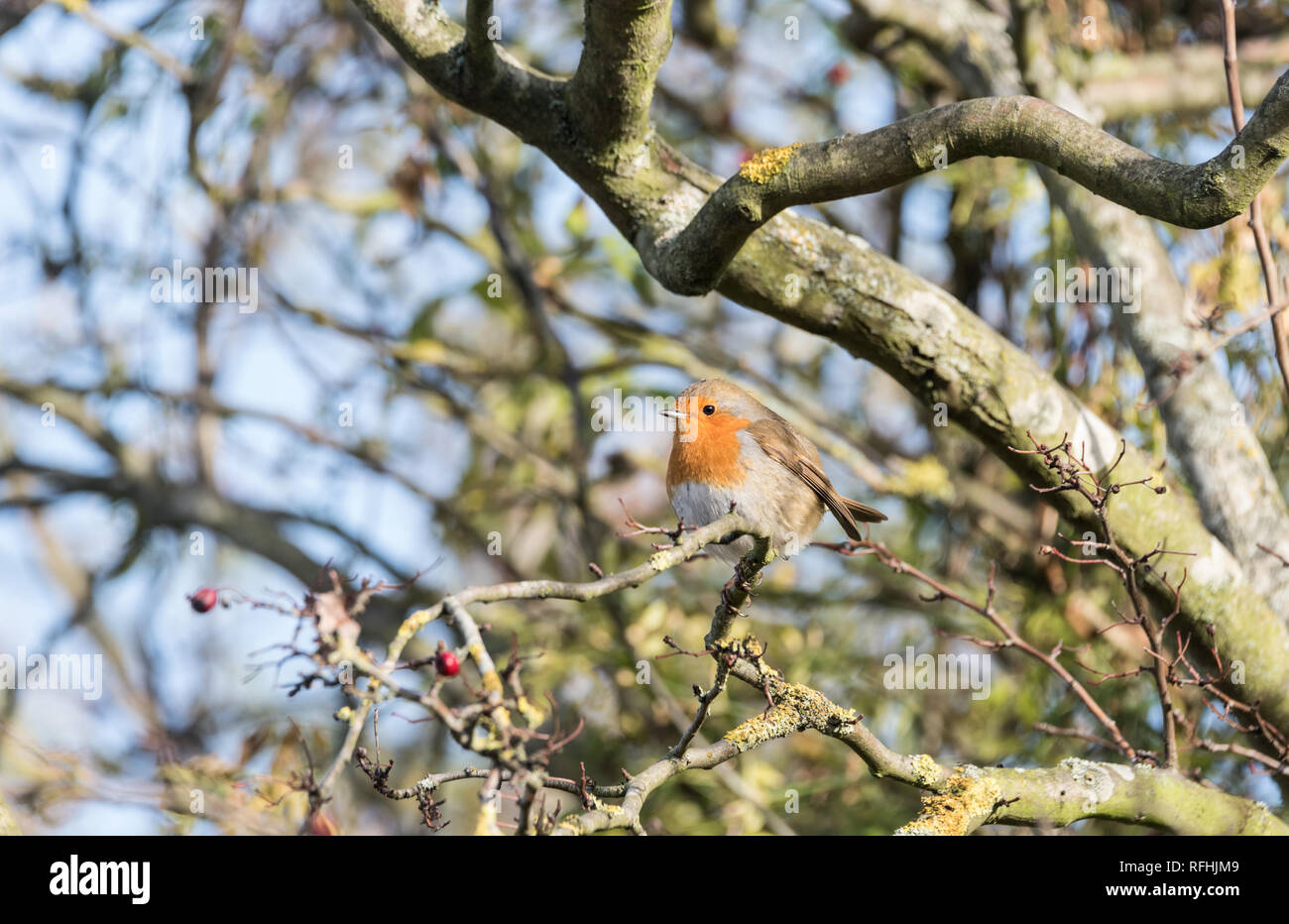 Robin (Erithacus rubecula aux abords) dans un arbre, à un jour d'hiver ensoleillé Banque D'Images